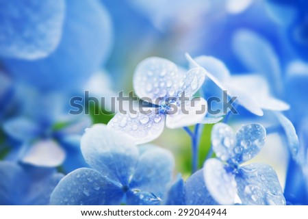 Young Hydrangea flower with dew. Extremely shallow depth of field for dreamy feel.