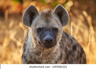 Young hyena during golden hour