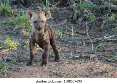 Young Hyena Looking Aroung The Pack