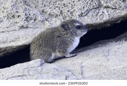 Young Hyrax are very precocious and start to play actively in the creches within a day or so. They are rupicolous (live in rocky habitats) and never stray far from the safety of their rock shelters.