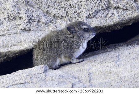 Young Hyrax are very precocious and start to play actively in the creches within a day or so. They are rupicolous (live in rocky habitats) and never stray far from the safety of their rock shelters.
