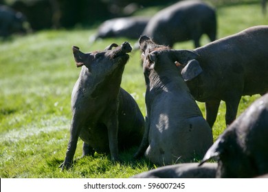 Young iberian pigs 