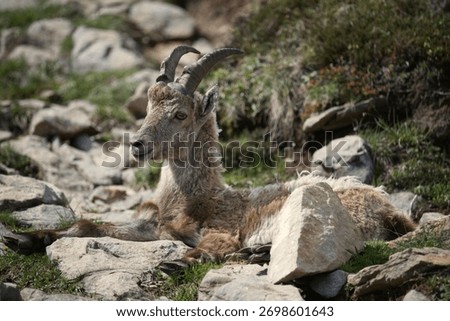A young ibex (Capra ibex) rests between the rocks.