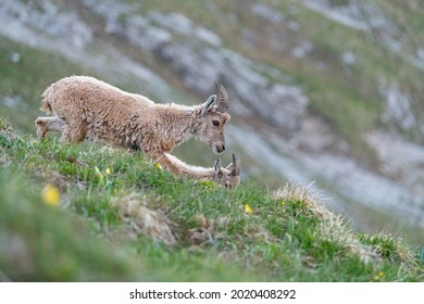 young ibex in its habitat