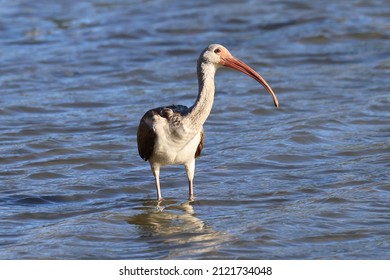 A Young Ibis Stands Still And Tilts Its Head To Listen To The Shutter Clicks Of A Photographer's Camera At Pleasure House Point Natural Area In Virginia Beach, Virginia.