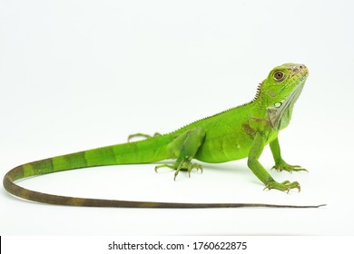 
A young iguana (Iguana iguana) is sunbathing before starting its daily activities. - Shutterstock ID 1760622875