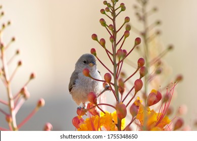 Young, immature verdin perches on Red Bird of Paradise blossoms in Arizona