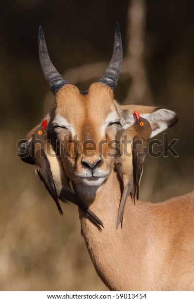 A young impala ram with two\
red-billed oxpeckers on its head, searching for\
ticks