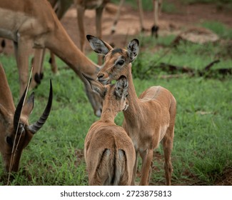 Young impalas standing close together in lush green savanna vegetation with adult impalas visible in the background. The image captures natural social interaction, alert expressions and the elegant