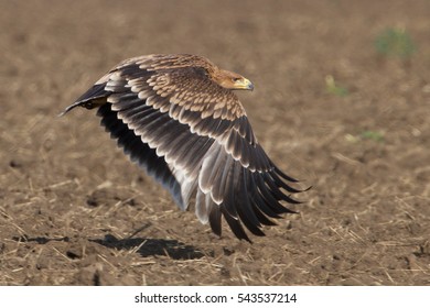 Young Imperial Eagle