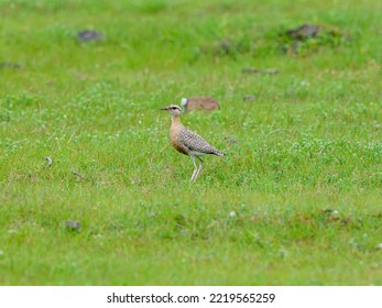 Young Indian Courser Dull buff, barred, pale eyebrow, Lacks black eye stripe in habitat. once chick start walking, they feed by themselves, Adult supervise their movements by uttering specific calls. - Shutterstock ID 2219565259