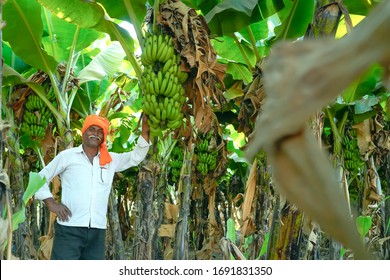 2,155 Banana farm india Images, Stock Photos & Vectors | Shutterstock