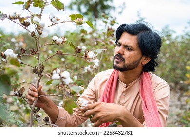 Young indian farmer checking cotton crop growth at field - concept of Traditional farming, cultivation and farm produce. - Shutterstock ID 2258432781
