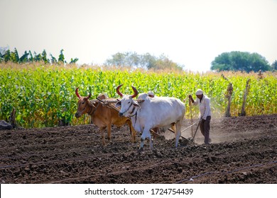 young indian farmer plowing at field - Powered by Shutterstock