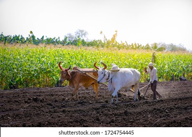 young indian farmer plowing at field - Powered by Shutterstock