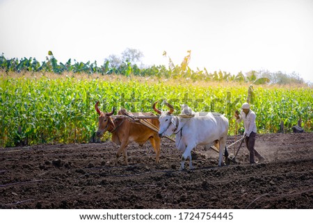 young indian farmer plowing at field