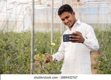 Young Indian Farmer Using Smartphone And Showing This Crop Over Video Call In His Poly House Of Greenhouse Field, Agriculture And Technology Concept, Copy Space, Use Of Internet. Skill India. 