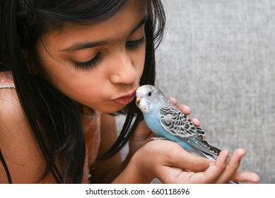 Young Indian Girl  / Kid Playing With Blue Pet Love Bird Budgie On Her Hand, Kerala India. Love Animals And Taking Care Of Pets Concept. Kissing A Friend Bird