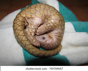 Young Indian pangolin