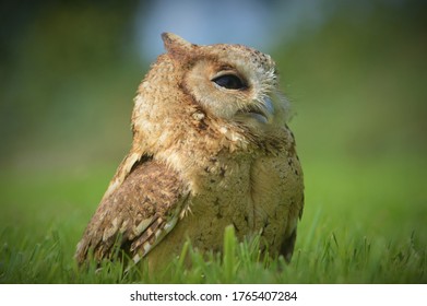 A Young Indian Scops Owl