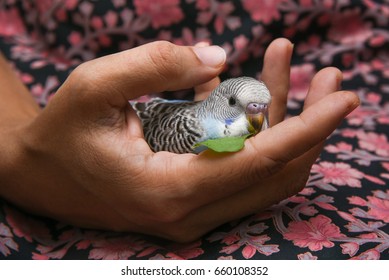 Young Indian Woman Feeding Fresh Green Leafy Vegetable Food To Her Pet Love Bird Sitting In Her Hand, Kerala India. Taming Blue Budgie. 