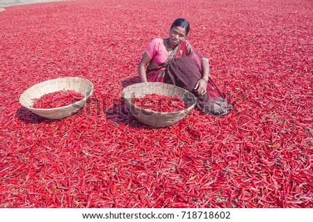 Young Indian woman working on Red Chili pepper 
