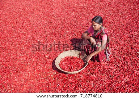Young Indian woman working on Red Chili pepper 