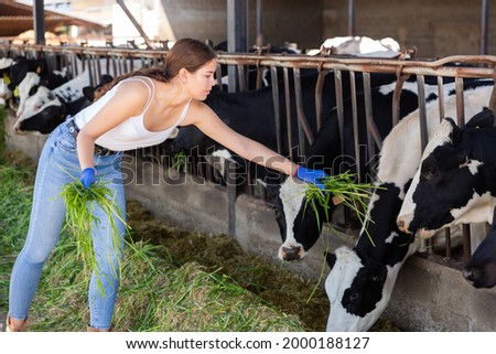 Young interested female farmer working in cowshed, feeding cows with fresh green grass on summer day