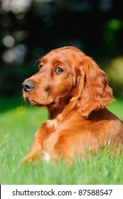 Young Irish Setter Dog Puppy 4 Months