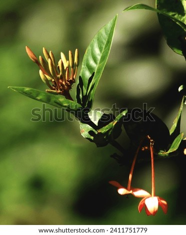 Young Ixora Flower ,Spike flower, Rubiaceae flower, Ixora coccinea.