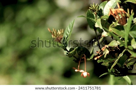 Young Ixora Flower ,Spike flower, Rubiaceae flower, Ixora coccinea.
