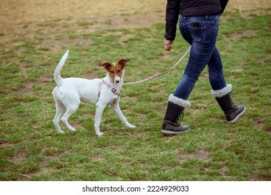 Young Jack Russel Dog Outdoors Training. Small Dog Breed. Pure Breed Dog.