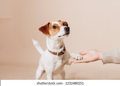 Young Jack Tussell Terrier Dog Stays And Gives Paw Its Owner. Isolated On Beige Background. Dog Training. Studio Portrait. 