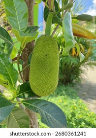 young jackfruit or called gori, which is usually used for gudeg, a typical Javanese dish