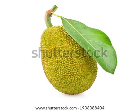 Young jackfruit isolated on white background 