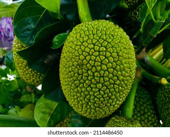 Young Jackfruit On The Tree