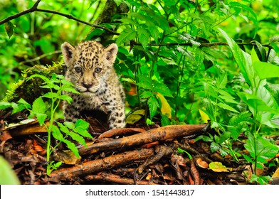 A Young Jaguar Stalking In The Grass