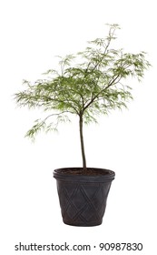 Young Japanese Maple Tree In A Pot Isolated On White