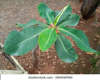 A Young Jasmine Tree That Was Still Growing