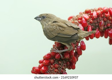 A young Javan munia is perched on the weft of the anthurium fruit. This small bird has the scientific name Lonchura leucogastroides.