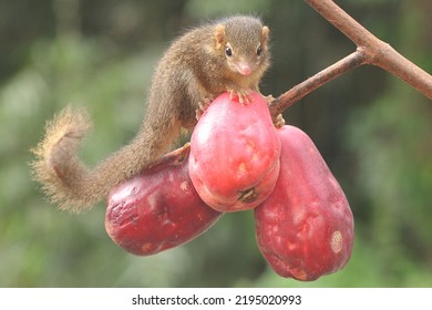 A Young Javan Treeshrew Eating A Pink Malay Apple. This Rodent Mammal Has The Scientific Name Tupaia Javanica.