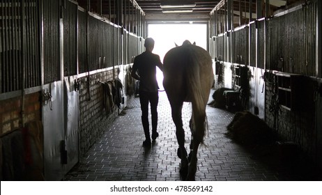 Young jockey is walking with a horse out of a stable. Man leading horse out of stable. Rear back view. Steadicam shot.