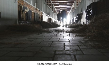 Young jockey is walking with a horse out of a stable. Man leading horse out of stable. Male silhouette with stallion. Rear back view. Love for animal. Beautiful background. Steadicam shot