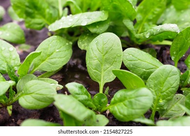 Young, juicy green spinach leaves on the soil with water drops, top view. Organic diet food.