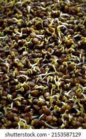 Young just germinated black lentil sprouts. Green microgreens texture background. - Shutterstock ID 2153587129