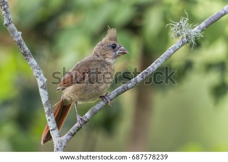 Young Juvenile Female Cardinal in Mid Summer in Louisiana
