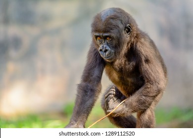 Young, Juvenile Male Silverback Western Lowland gorilla, (Gorilla gorilla gorilla) playing