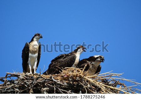 Young juvenile Osprey bird perched at side of nest