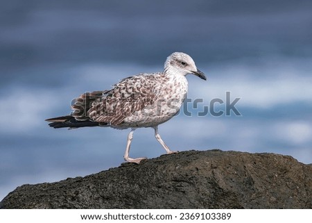 young juvenile yellow-legged gull, (Larus michahellis), walking on rocks, with Atlantic ocean background