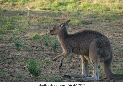 young kangaroo